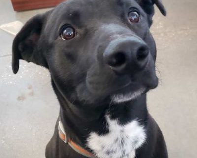 Cheesecake - Patterdale Terrier (Fell Terrier)/Labrador Retriever Mix Male Dog for Adoption