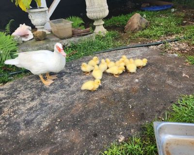 Sally (Has a House) on iROOMit. Room in the 2 Bedroom 1BA House For Rent...