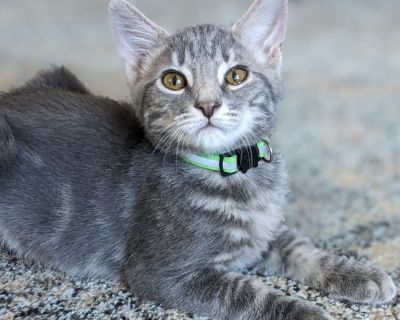 Crowley - Domestic Short Hair & Tabby Mix Male Cat for Adoption