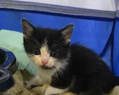 Breed Domestic Shorthair Color White (Mostly) Age Kitten Sex Male Pet ID 95ae8e8d-4d6e-40bc-a2f0-19105d0eccff Hair Length