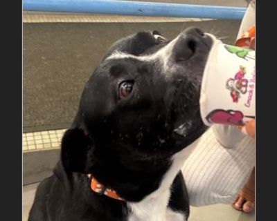 Gemstone - Female Puppy Bull Terrier / Pit Bull for Adoption