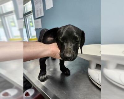 KASEY - Labrador Retriever Mix Male Puppy for Adoption