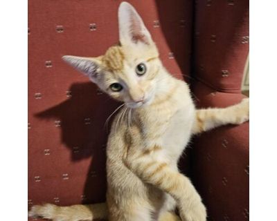 Oliver LH - Domestic Shorthair Male Cat for Adoption