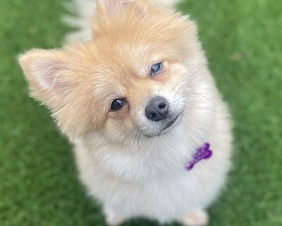 Renn - Pomeranian Mix Male Puppy for Adoption