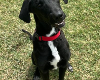 Eeyore - Black Labrador Retriever Male Dog for Adoption