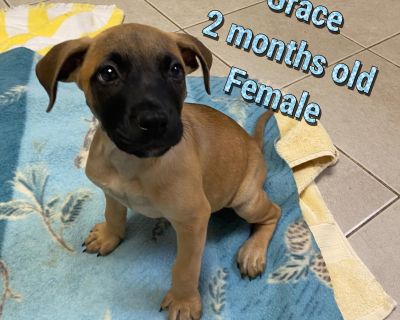 Meet Grace! This adorable puppy is 10 weeks old and ready for a loving family! Most of our puppies arrive from a partner rescue, and breed/size cannot be guaranteed when fully grown. Puppies are entertaining, fun, and ever so playful! They will blossom with lots of love, training, and socializing. Let s find Grace the perfect home today! No appointment is necessary to adopt. Adoptions are done ...