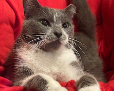 Spencer - Russian Blue Male Cat for Adoption