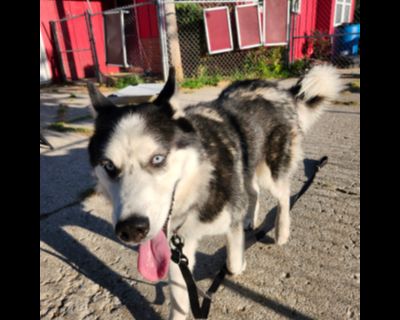 Bandit--I'M A PUPPIES FOR PAROLE DOG!!! - Husky Male Dog for Adoption