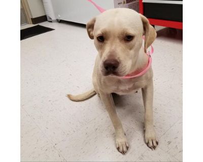 Wendy - Labrador Retriever/Mixed Breed (Medium) Mix Female Dog for Adoption