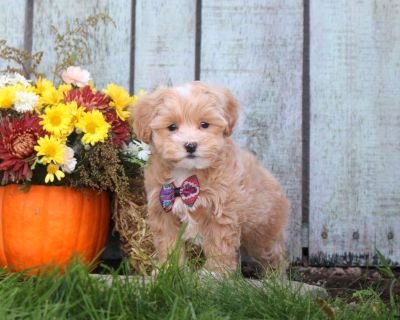 Hope - 8 Weeks Female Maltipoo Puppy for Sale
