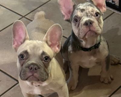French bulldog puppies