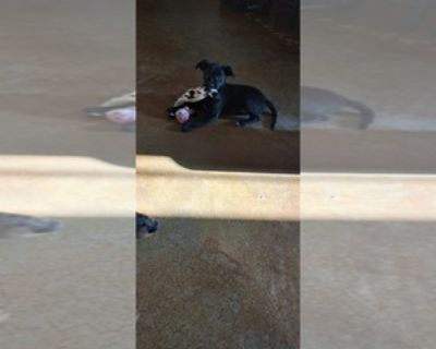 Rosie - Female Mutt Puppy for Sale