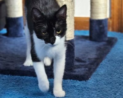 Hi, I'm Bellatrix! I love spending my days lounging around, playing with my favorite toys, and enjoying tasty treats. Although I might be a bit shy at first, once I warm up, I'm all about cuddles. I'm a gentle soul, always ready for a quiet moment or a playful game, whichever you prefer. Adopting me means gaining a sweet companion who will bring joy and warmth to your home. Let's make endless m...