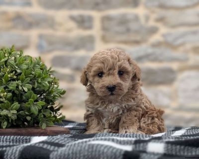 Hello, I m a cute little fluffball waiting to cuddle with you!. Gender: Male Sire: Axel [7lb Toy Poodle] Dam: Hope [6lb F1 Cavapoo] DOB: October 9th, 2025 Age: 5 Weeks Available: December 4th, 2025 Microchipped Registered Vet Checked Vaccinated Dewormed Family Raised Socialized Kid-Friendly Health Guarantee Extended Health Guarantee. Jeff & Lucinda Newswanger