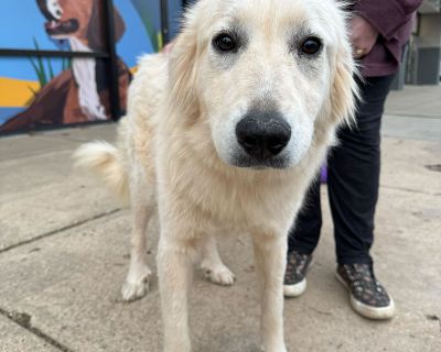 Isabella - Great Pyrenees Female Puppy for Adoption