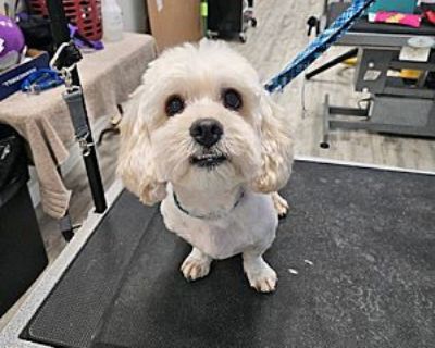 Gordo - Shih Tzu/Poodle (Miniature) Mix Male Dog for Adoption