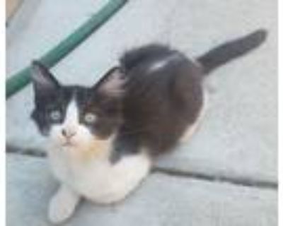 Adopt Goofy a Black & White or Tuxedo Domestic Shorthair (short coat) cat in