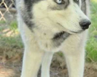 Trace - Husky Female Dog for Adoption