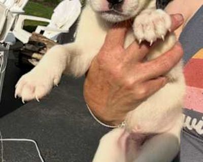 Beens - Labrador Retriever/Border Collie Mix Male Puppy for Adoption