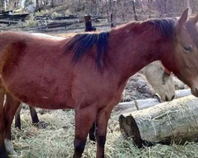 Horses for sale 2 1/2 year old Female