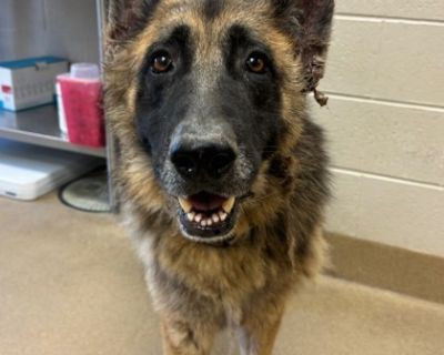 Oso - German Shepherd Dog Mix Male Dog for Adoption