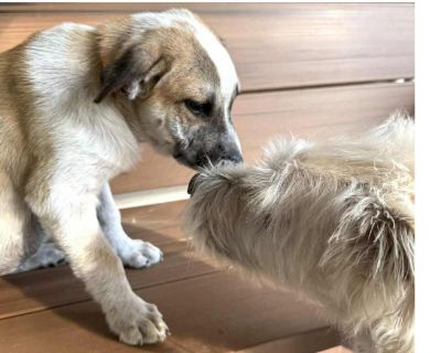 Meet Lynn Lynn is a 12-week-old female who was one of 20 puppies rescued from a rural property. She's a little more timid than some of the others and takes time to build trust, but with steady, patient attention, she's already starting to blossom. Lynn is familiar with a crate and is working on potty training. Like any pup her age, she's learning the ropes and is full of potential for love, pla...