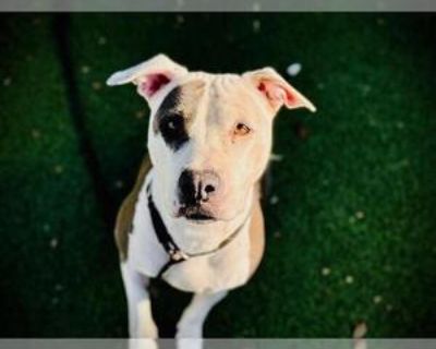 Adult * Location Orlando, FL, 32839 USA USA *. Dog Breed: Pit Bull Terrier / Mixed (short coat). Physical Attributes Coat Length: Short Additional Information Was the Dog Found No