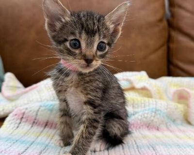 Meadow Buttercup - Domestic Short Hair & Tabby Mix Female Cat for Adoption