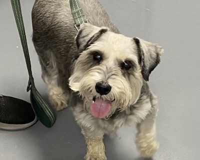 Bandit - Schnauzer Male Dog for Adoption