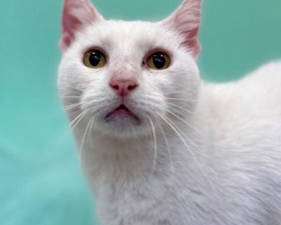 Snow White - Domestic Short Hair Mix Female Cat for Adoption
