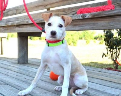 Shiloh - Terrier (Unknown Type, Medium) Male Puppy for Adoption