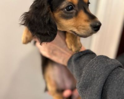 2 Female Dachshund Puppies for Sale