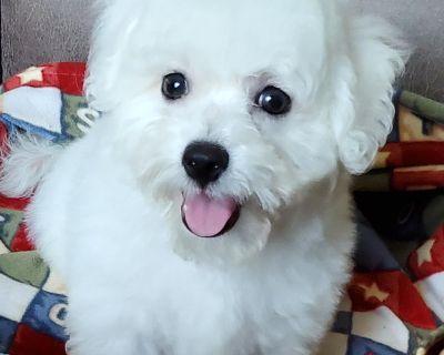 2 Male Bichon Frise Puppies for Sale