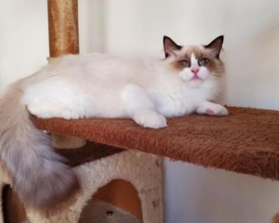 Ophelia - Ragdoll Female Kitten For Sale