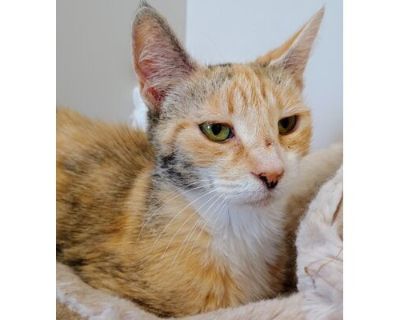 Savanna - Domestic Shorthair/Domestic Mediumhair Mix Female Cat for Adoption