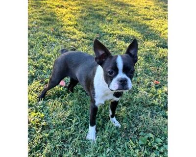 Martha - Boston Terrier Female Dog for Adoption