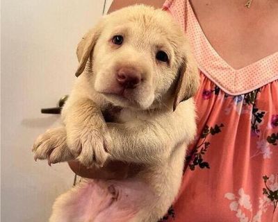 Yellow male 2 - Labrador Retriever Male Puppy for Sale