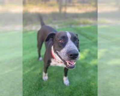 Summer - Female Mutt Adult Dog for Adoption