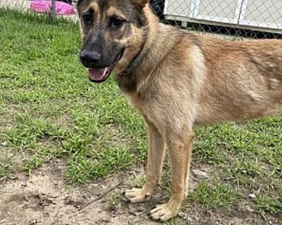 Chase - German Shepherd Dog/Mixed Breed (Medium) Mix Male Dog for Adoption