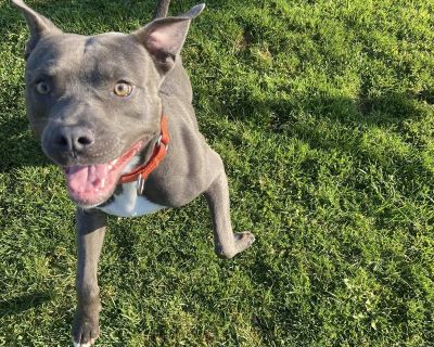 Pez! - Pit Bull Terrier & American Staffordshire Terrier Mix Male Dog for Adoption