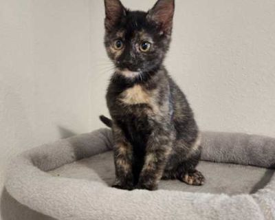 My name is Cranberry. I am a beautiful tortie girl. My foster mommy says I am a typical sassy tortie. While my brothers and sisters are doing silly kitten wrestling, I like to be more dignified and play with ball towers and such. Don t get me wrong, I love my littermates and would love to go to a house with one of them, or other kitties, but I would be just as pleased to be the queen of the cas...