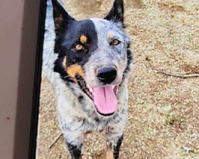 Chuckster - Australian Cattle Dog Male Dog for Adoption