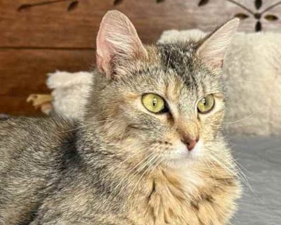 Rebekah - Domestic Shorthair Female Cat for Adoption