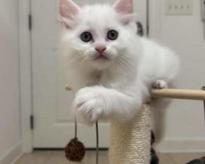 Cloud Male Kitten - Ragdoll Male Kitten For Sale