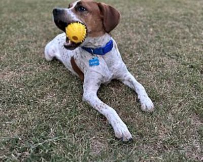 Riley - Coonhound/Beagle Mix Male Dog for Adoption