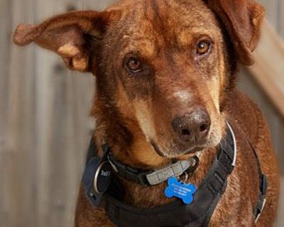 Rickey - Australian Cattle Dog/Redbone Coonhound Mix Male Dog for Adoption