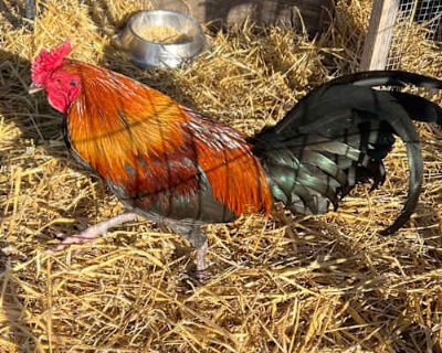 Okie Dokie - Parakeet - Other/Chicken Mix Male for Adoption