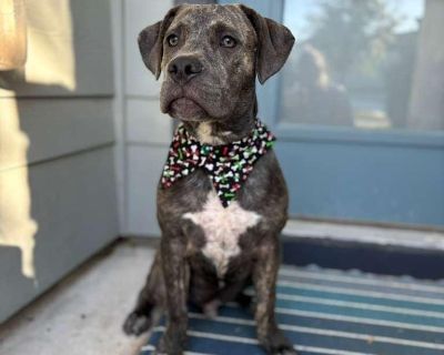 ***Please note, once completing the initial screen you will be connected with the placement for a video chat. Transports run every few weeks and we will have the dog on the next available transport once approved. If you are not able to accept a dog until a specific time period, please apply at that time*** We are a volunteer run rescue and donate our time to these dogs. IF you are not serious a...