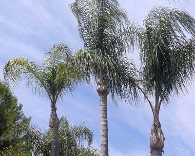 TREE SERVICE BEST PRICE from CHINO HIILLS to TEMECULA and I.E