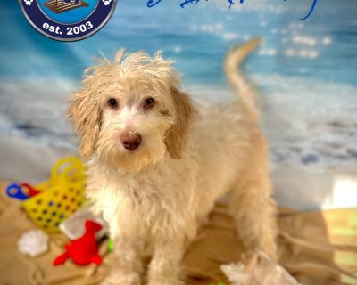 Anthony - Goldendoodle Male Puppy for Adoption